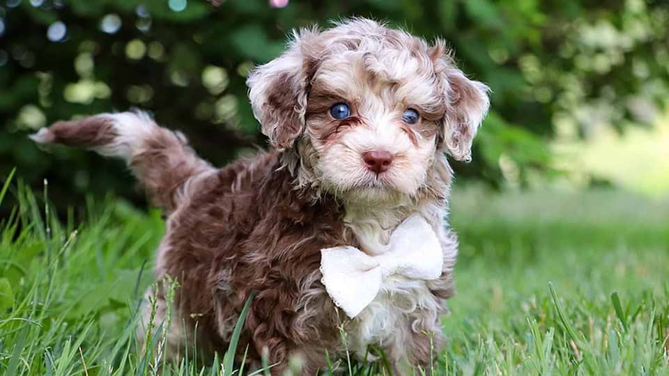 Aussiedoodles for sale