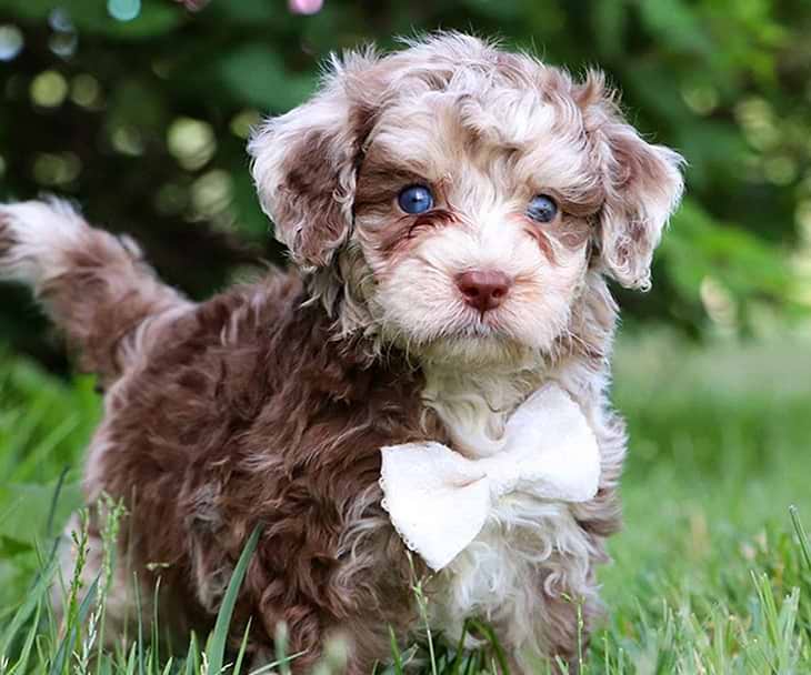 Aussiedoodles for sale