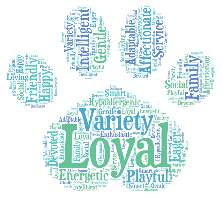 Aussiedoodle Word Art