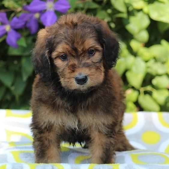 Red/Chocolate Bernedoodle