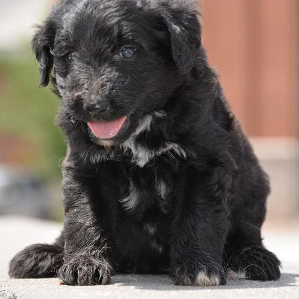 Black Aussiedoodle Mini