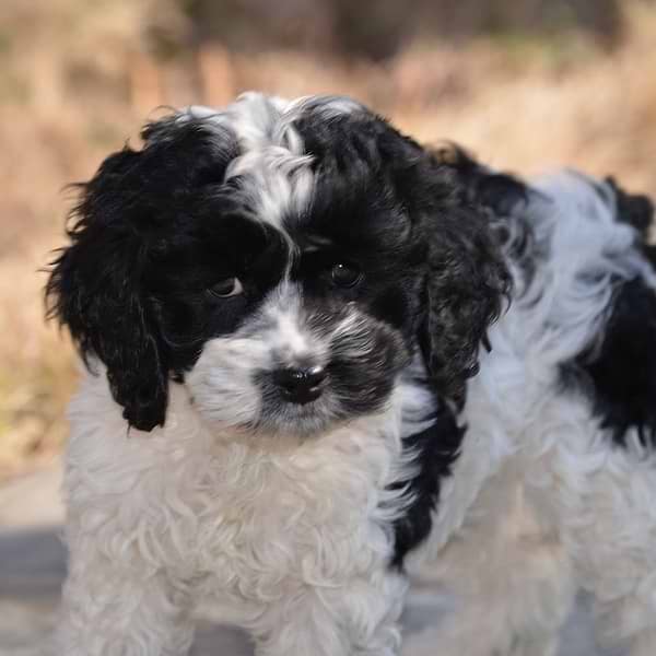 Black/white Parti Cockapoo