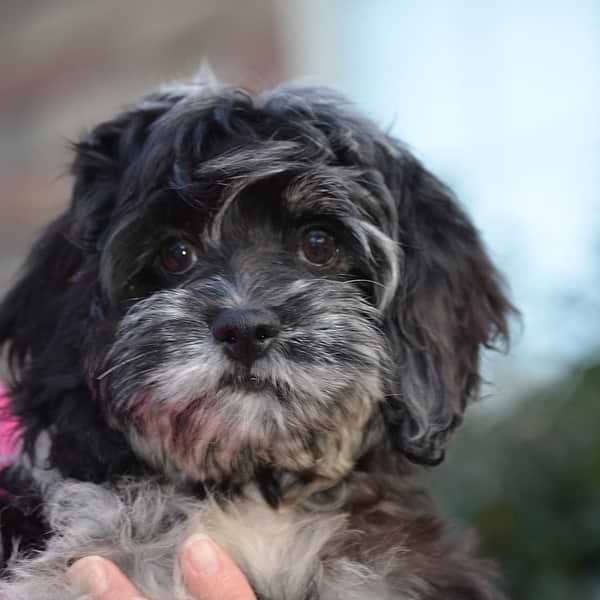 Blue Merle Cockapoo