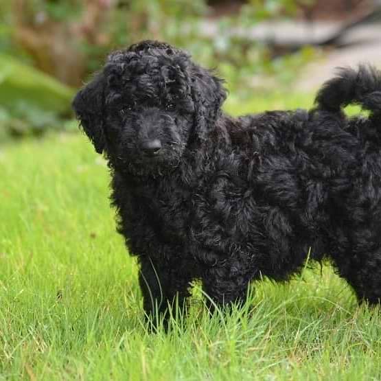 Black Goldendoodle