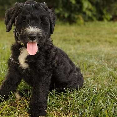 Black/White Bernedoodle