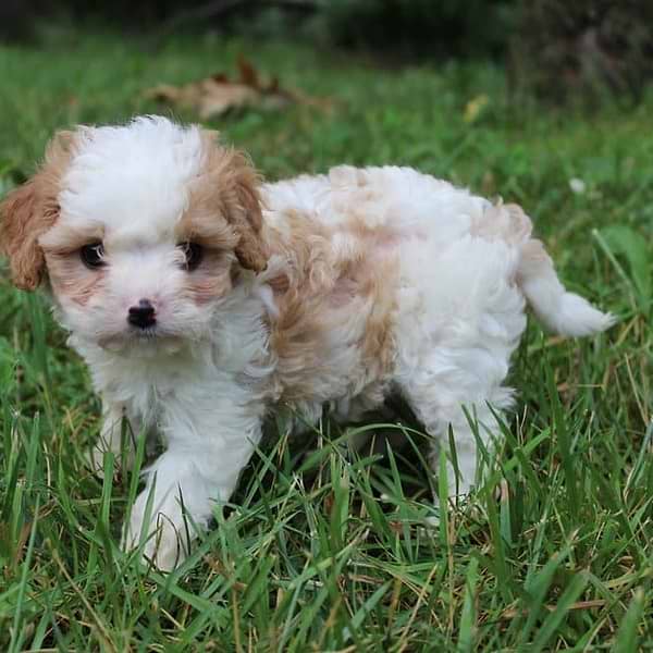 Blenheim Cavapoo