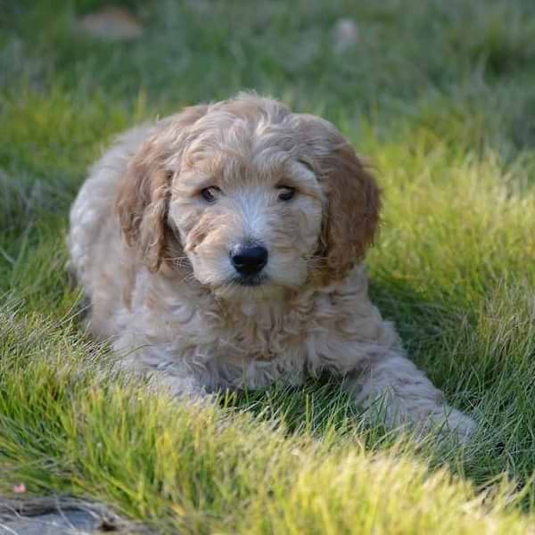 Caramel Goldendoodle