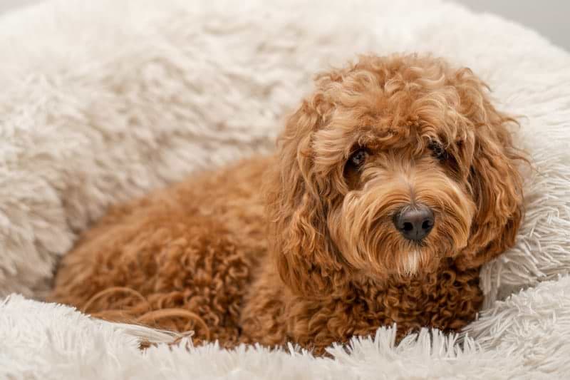 Cavapoo Dog