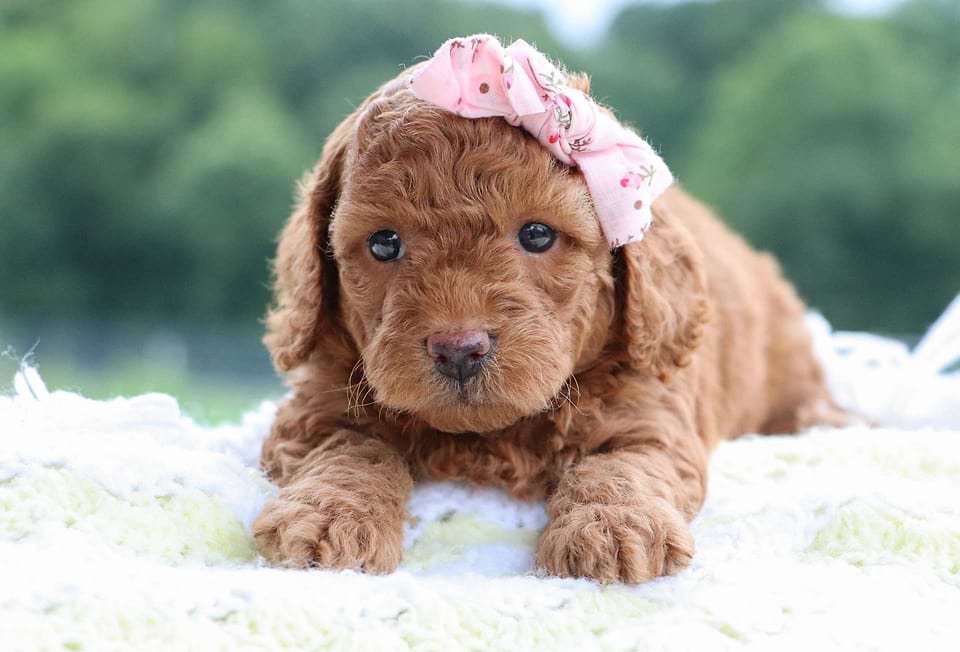 Female Cavapoo Puppy