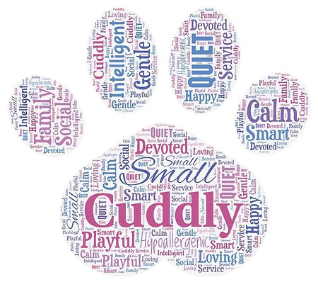 Cavapoo Word Art
