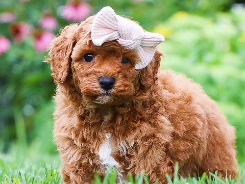 Cavapoos for sale