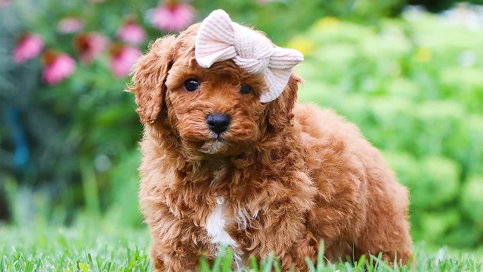 Cavapoos for sale