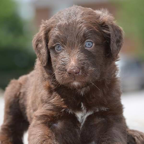 Chocolate Aussiedoodle Mini