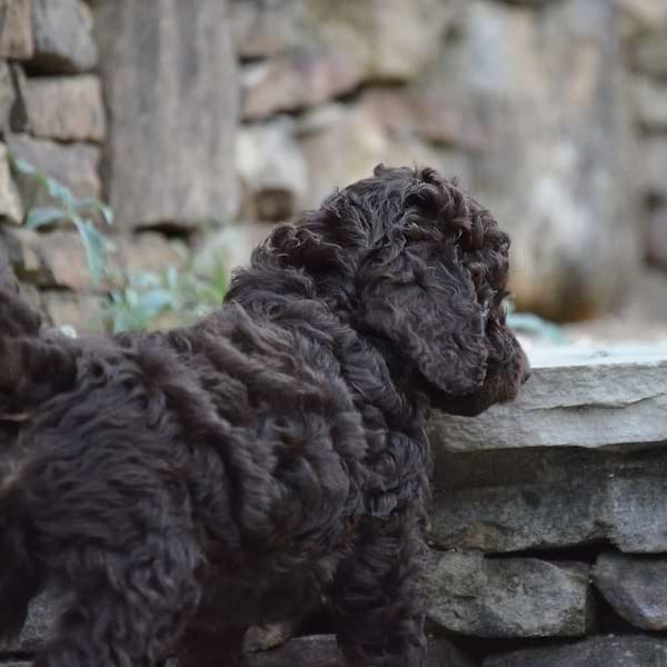 Solid Chocolate Cockapoo