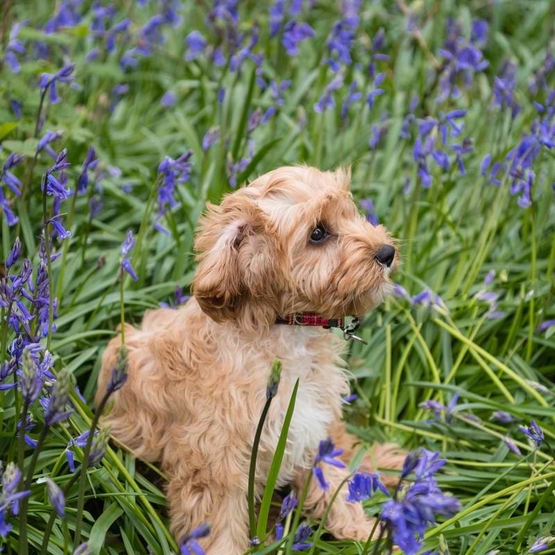 Cavapoo Puppy sitting in flowers