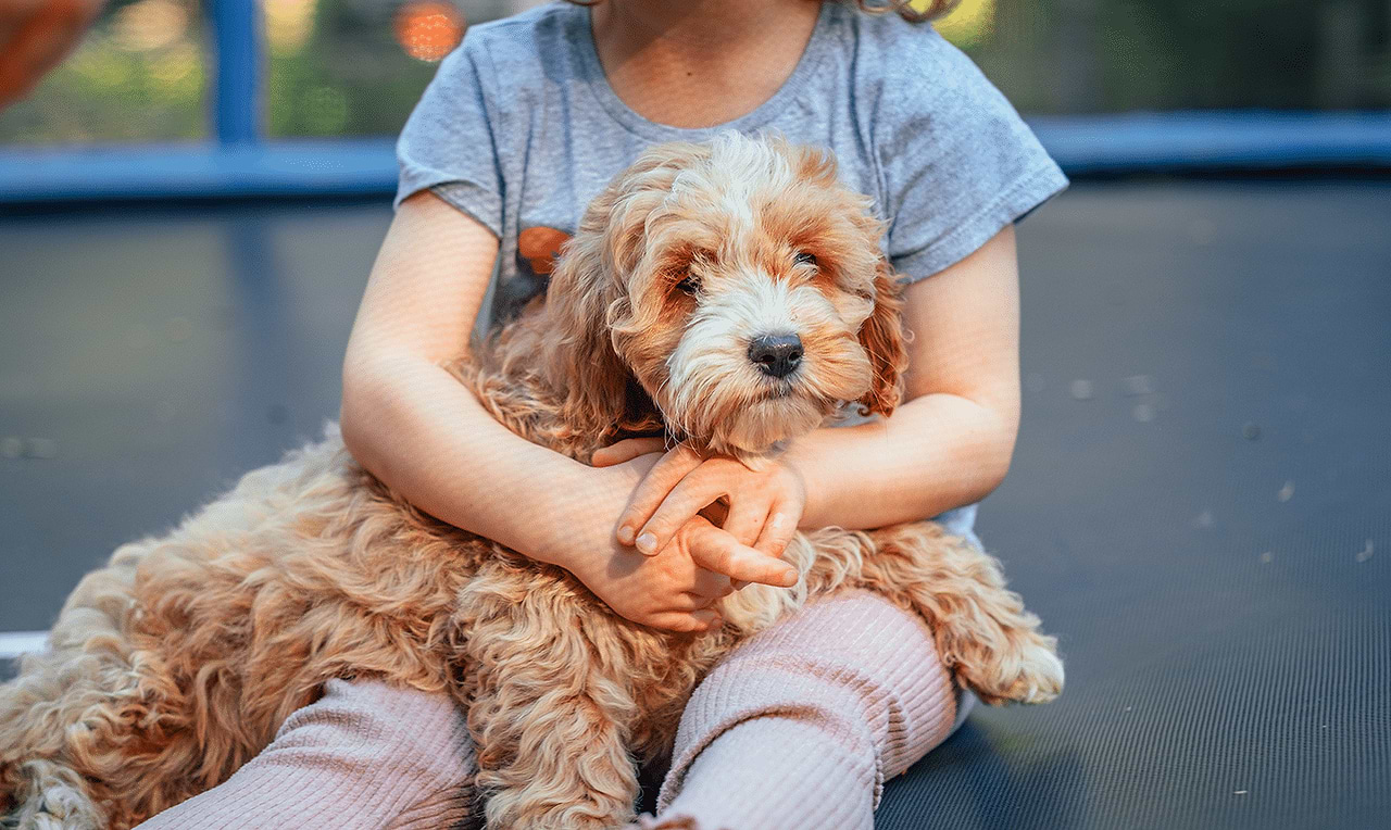 Cockapoo puppy with young girl