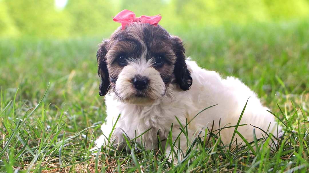 St Cockapoo Best Santa Clarita Cockapoos Available — Crockett Doodles