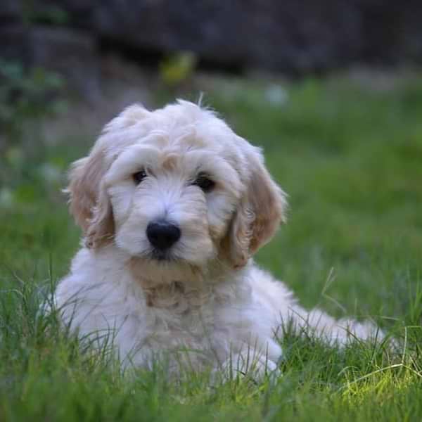 English Cream Goldendoodle