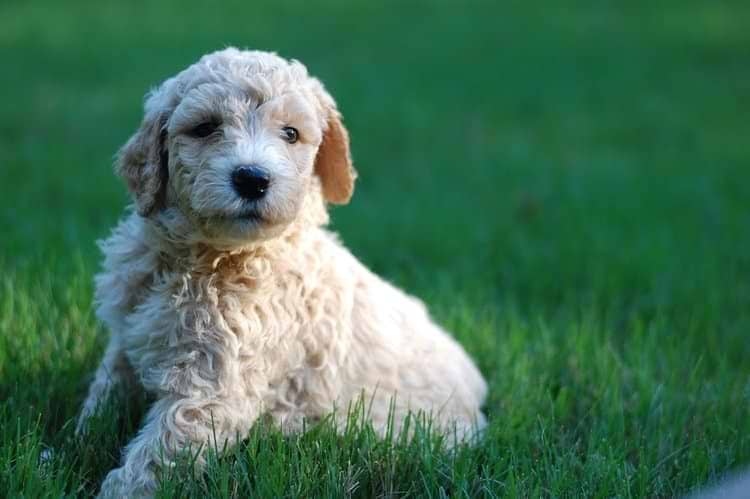 Apricot Standard Goldendoodle