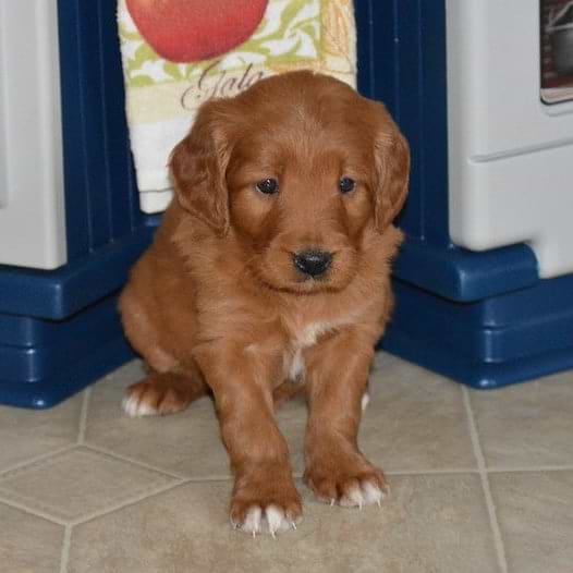 Goldendoodle Straight Coat