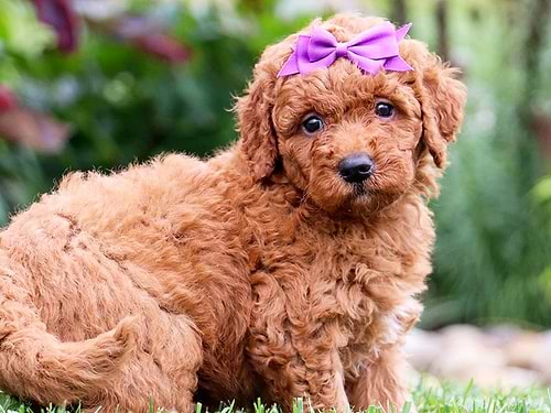 Goldendoodles for sale