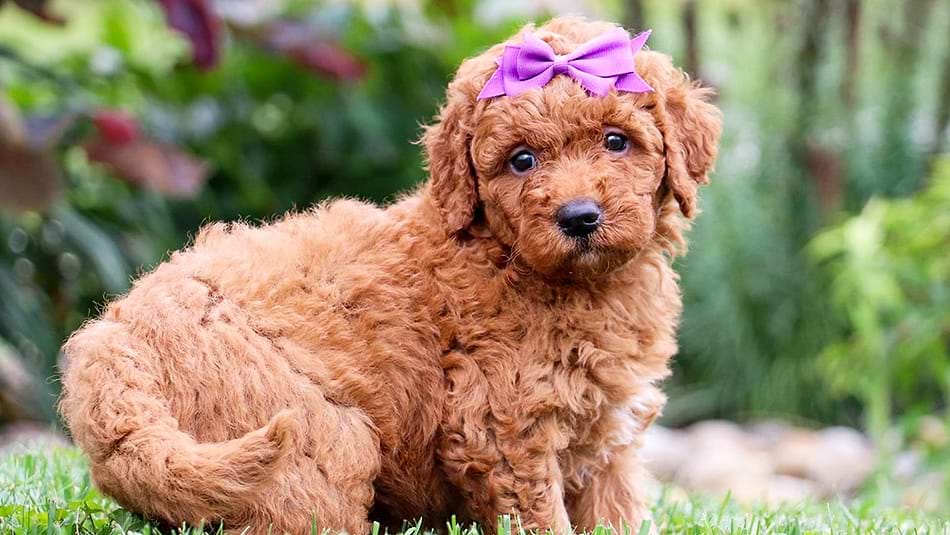 Goldendoodles for sale