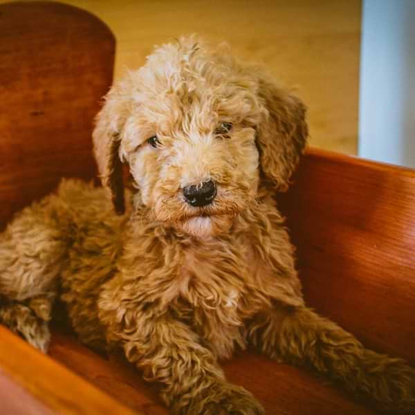 Mini Goldendoodle (11)