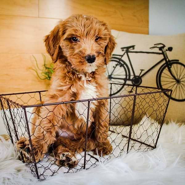 Mini Goldendoodle (12)