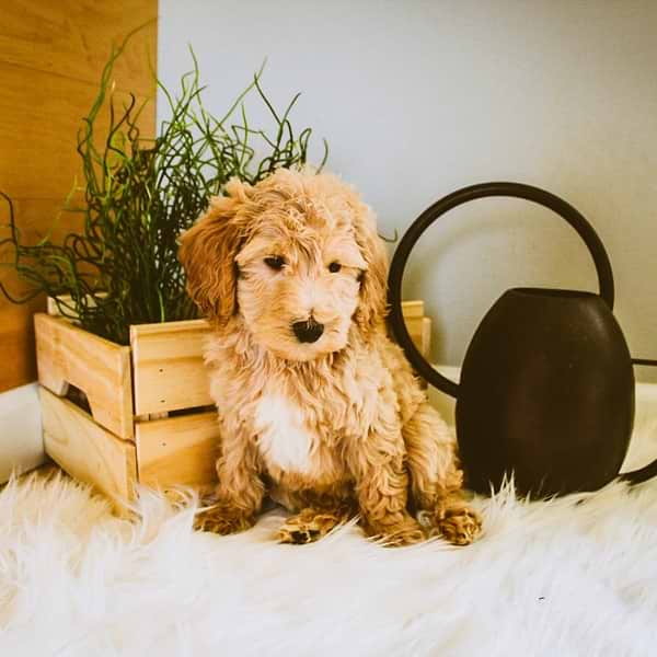 Mini Goldendoodle (15)
