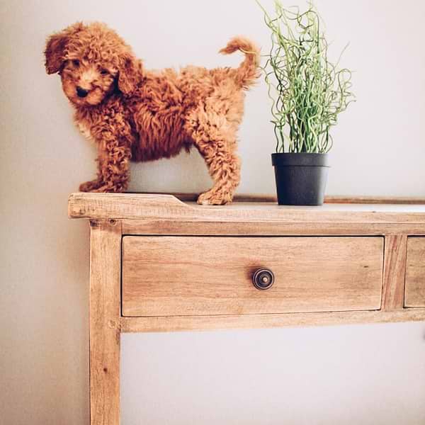 Mini Goldendoodle (18)
