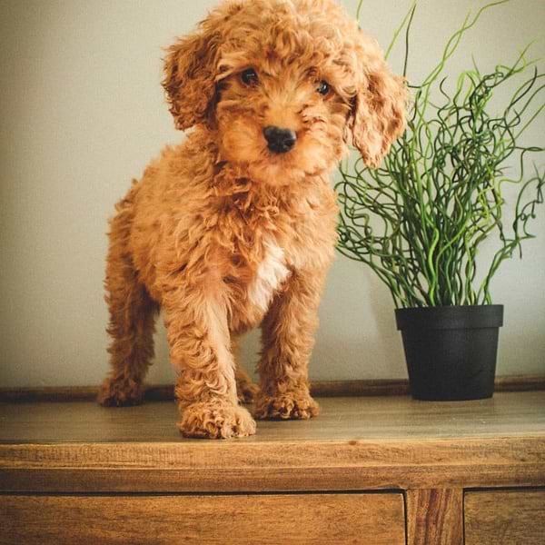Mini Goldendoodle (19)
