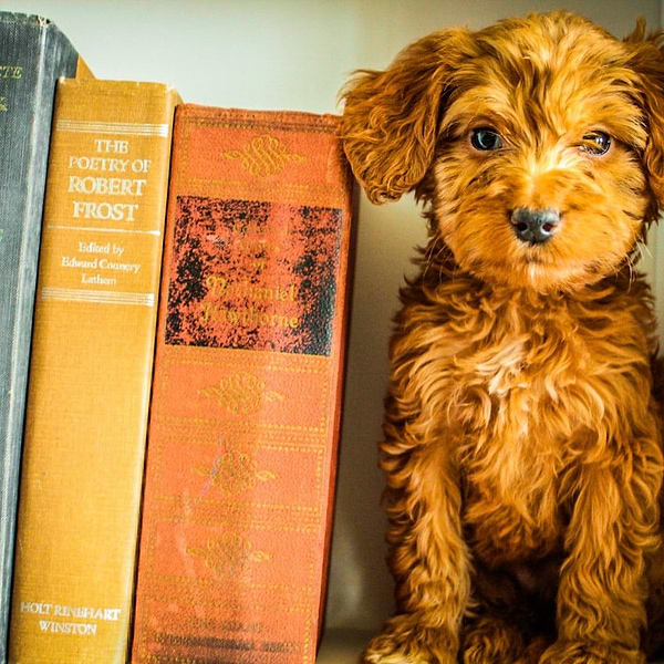 Mini Goldendoodle (20)