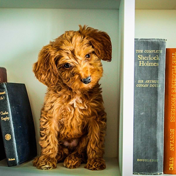 Mini Goldendoodle (21)