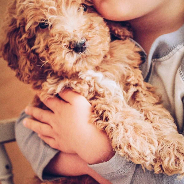 Mini Goldendoodle (27)