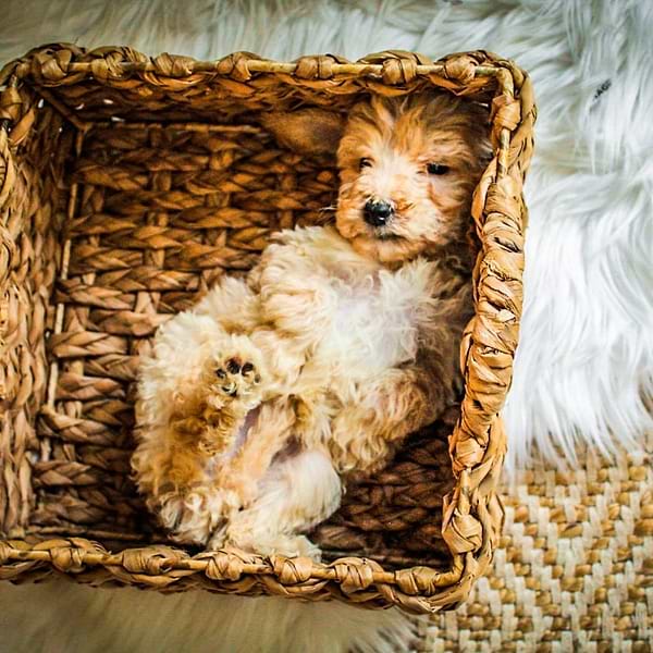 Mini Goldendoodle (29)