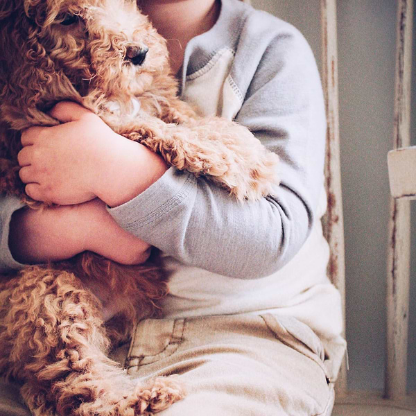 Mini Goldendoodle (3)