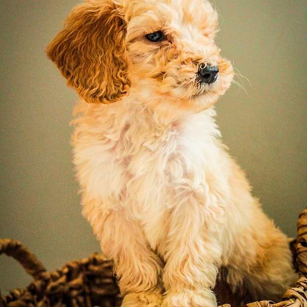Mini Goldendoodle (30)