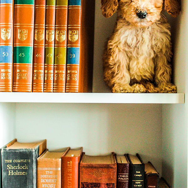 Mini Goldendoodle (5)