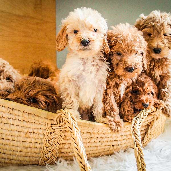Mini Goldendoodle (7)