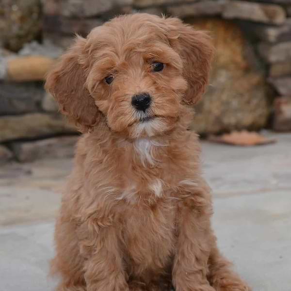 Petite Mini Goldendoodle Wavy Coat
