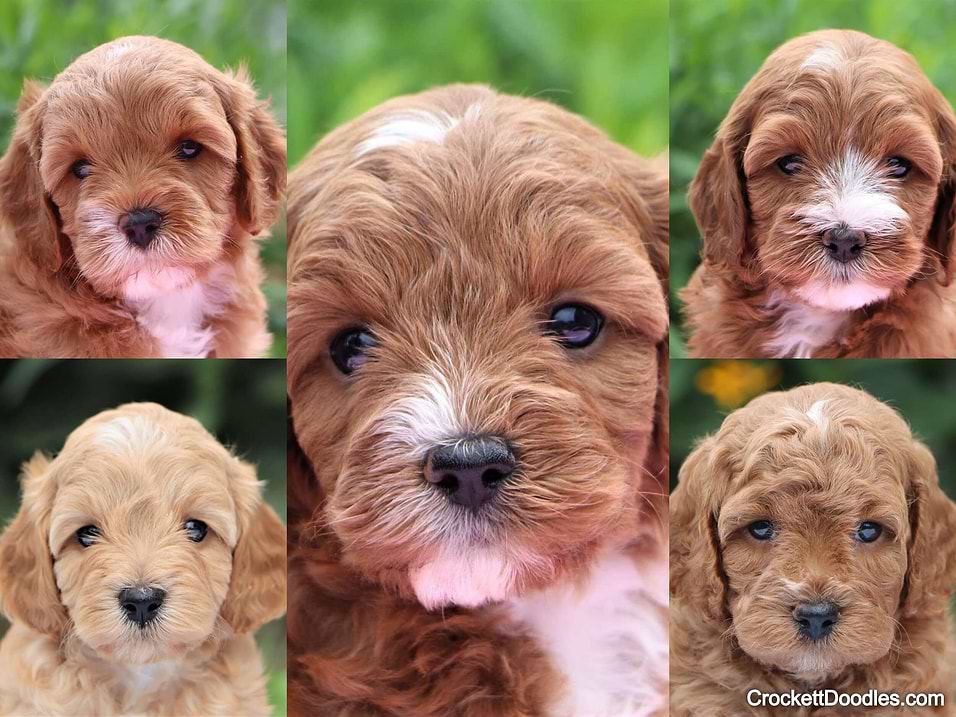 Cavapoo Faces