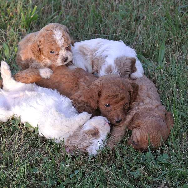 Red Cavapoo