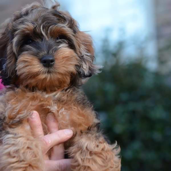 Red Merle Cockapoo
