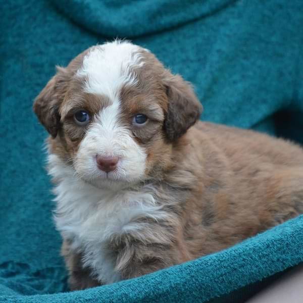 Red/White Bernedoodle
