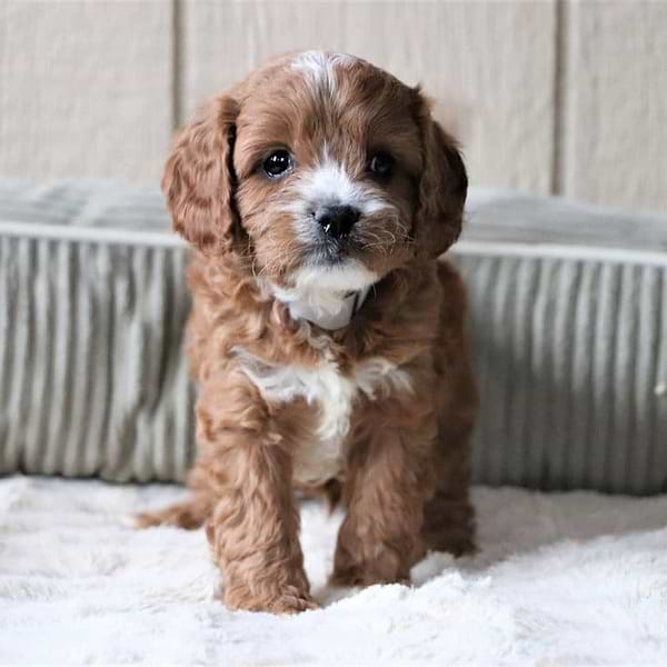 Red/white Cavapoo
