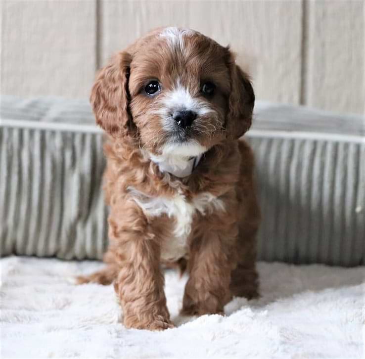 Valapoo Colour Cavapoo Puppies for Sale — Toy & Mini Cavapoos Available