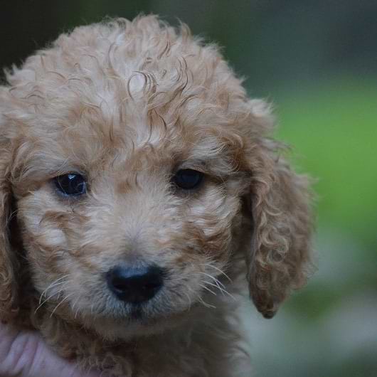 Tan Goldendoodle