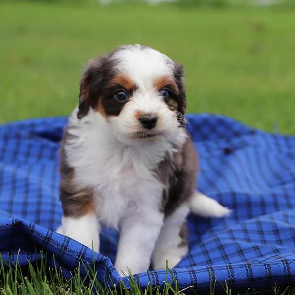 Toy Aussiedoodle Girl