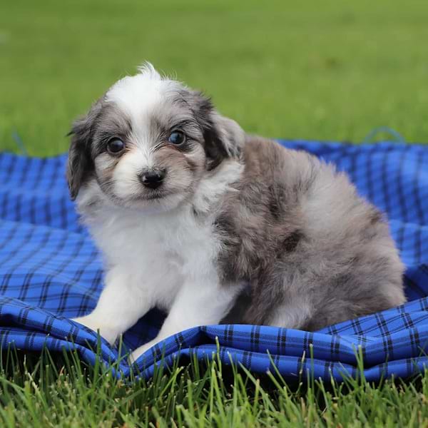 Toy Aussiedoodle Merle