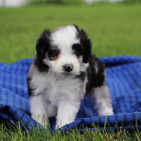 Toy Aussiedoodle Pup